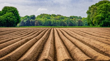 Ackerbohnen sind in Graubünden beständiger als Kichererbsen