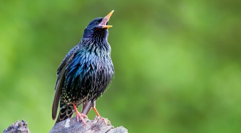 Das Singen der Vögel dient nicht nur der Romantik