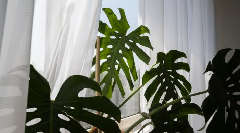 Die richtige Schlafzimmerpflanze