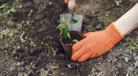 So wählt ihr die richtigen Pflanzen für euren Garten