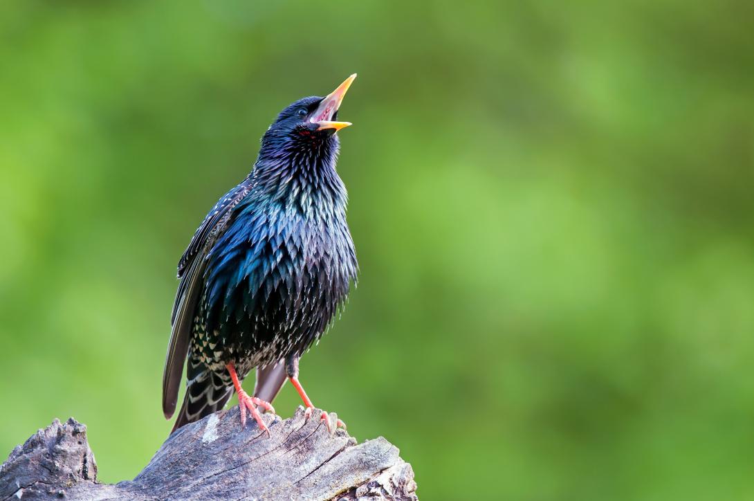 Das Singen der Vögel dient nicht nur der Romantik