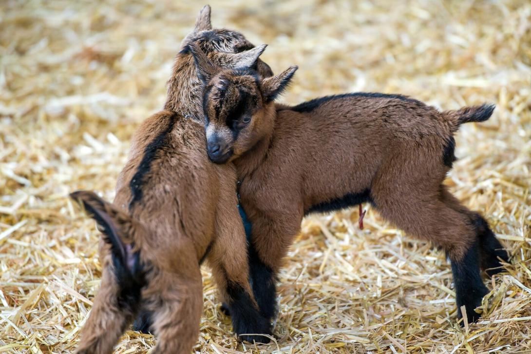 Plankis in Chur: Ein Landwirtschaftsbetrieb mit geschützten Arbeitsplätze für Menschen mit Behinderung