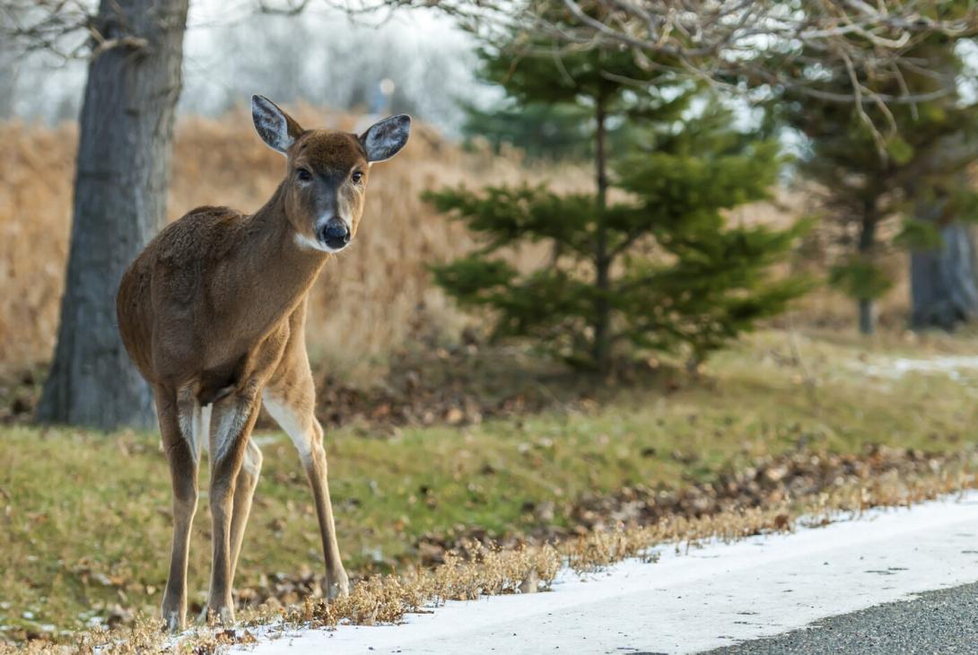 Was gibt es in Bezug auf Wildtiere beim Fahren zu beachten?