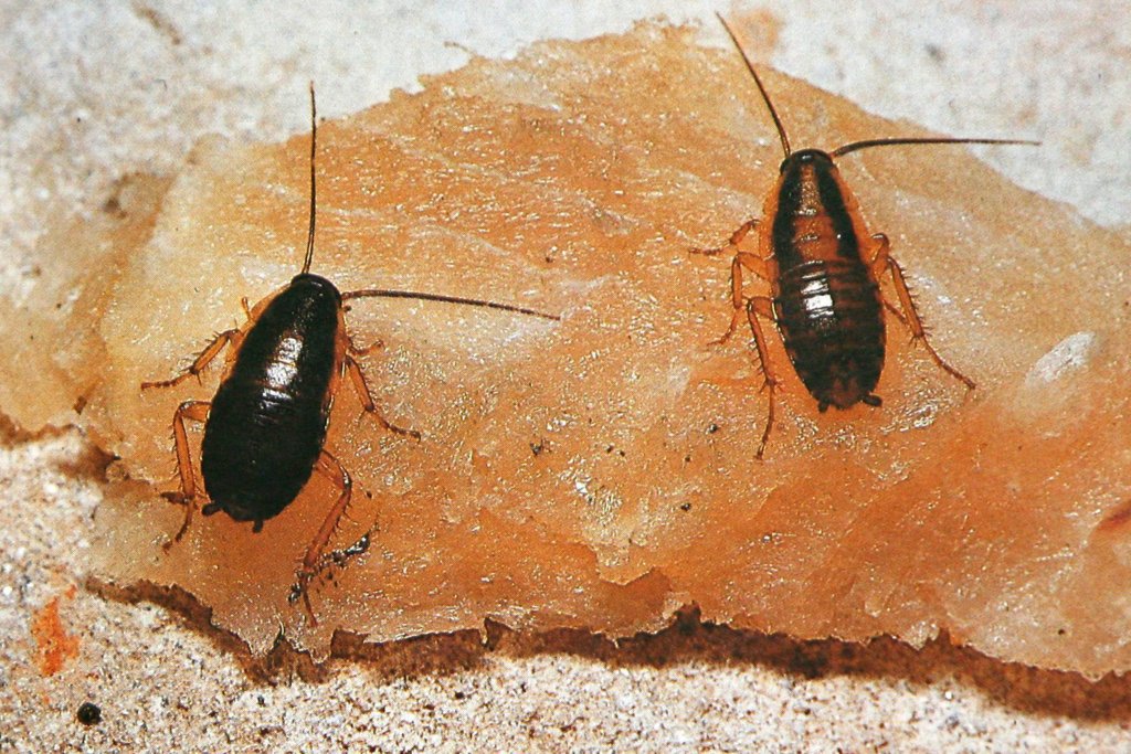 Garten im Sommer: Tipps und Tricks zu Insektenschutz