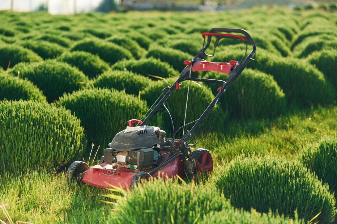 Rasenpflege im Frühling-Mit diesen Tipps zur idealen Grünfläche