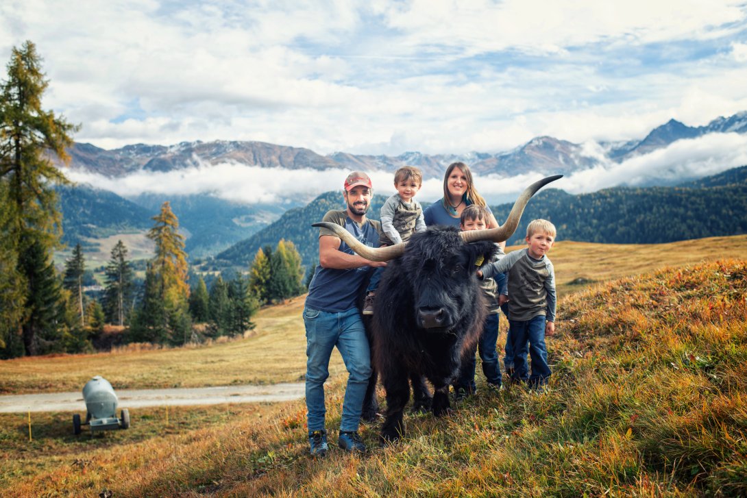 Schottisches Flair im Unterengadin: Hochlandrinder bei Giani Schorta