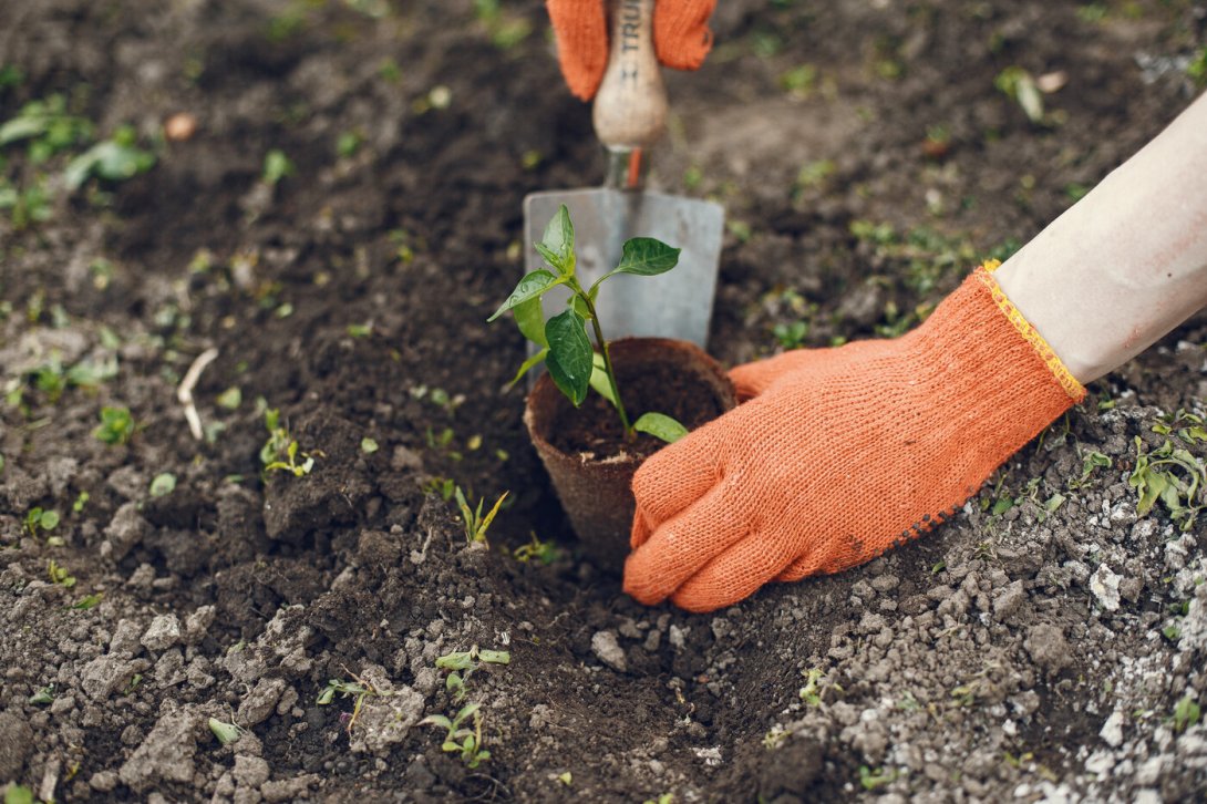 So wählt ihr die richtigen Pflanzen für euren Garten