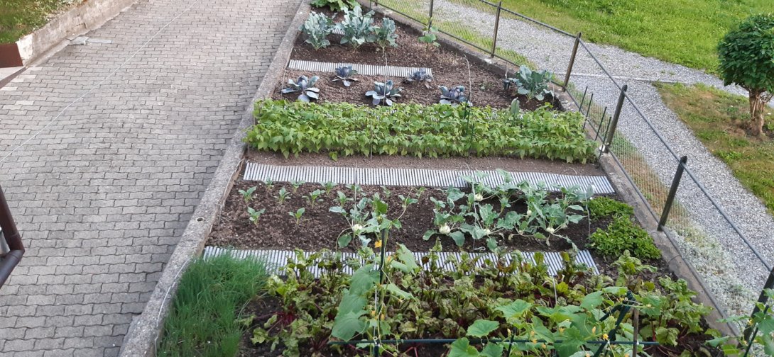 Zurück in den Garten